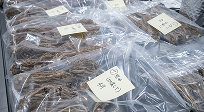 生薬として使用するトウキの根